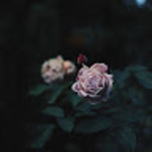 Meet your Posher, Isabel